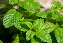 فوائد شرب النعنا‏ع