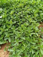 فوائد النّعناع الأخضر صحيا