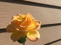 صور ورود صفراء HD صور ورد اصفر أج دي صور زهور صفراء hd صور ورد اصفر رائعة