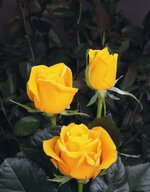 45736C73-D408-458B-8A8B-985207A664BF.jpeg 45736C73-D408-458B-8A8B-985207A664BF.jpeg