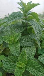 FB_IMG_1622726577241.jpg FB_IMG_1622726577241.jpg