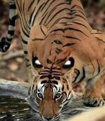 لقطة احترافية لنمر يشرب الماء