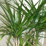 نبات دراسينا