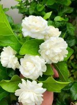 كيف تساعد نبتة الفل على التزهير طوال فترة الصيف