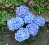 القرطاسيا  ...هي شجيرة دائمة الخضرة وتتميز ب ألوانها الخلابة