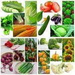 ما هو الفرق بين البذور المُهجنة Hybrid والبذور المُعدلة وراثياً GMO