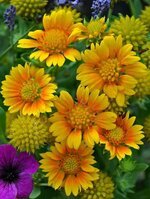 زهرة الجلارديا الجميلة أو الناعورة GAILLARDIA