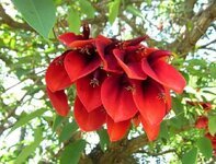 شجرة المرجان