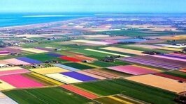حقول التوليب في هولندا ❤️