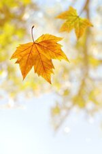 منتديات شباب الرافدين 1 (16).jpg