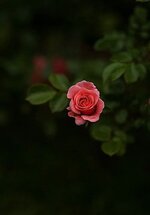 منتديات شباب الرافدين 1 (31).jpg