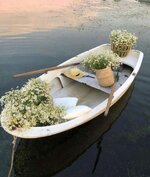 زهرة الأقحوان أو زهرة الذهب، هي واحدة من الزهور الخلابة الجميلة