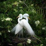 طائر بلشون أبيض