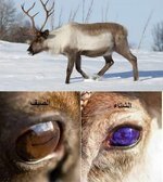 من غرائب حيوان الرنة