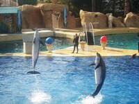 zoo-marineland-dolphin-jump-basin-dolphin-basin-france.jpg