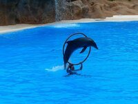 dolphin-jump-ring-jump-through-artistry-dolphin-show-demonstration-attraction-animal-show.jpg