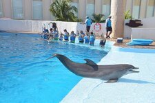 dolphin-fish-animal-delphinarium-therapy-fun-distraction.jpg