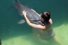 dolphin-love-water-marine-wildlife-mammal-nature-indonesia.jpg