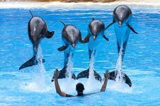 canary-islands-tenerife-loro-park-dolphins-dolphin-show.jpg