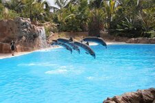 loro-parque-tenerife-dolphin.jpg