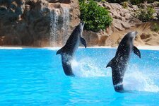 dolphin-pond-animal-dolphinarium-jump-traned-animals.jpg