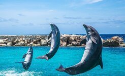 dolphins-aquarium-jumping-fish-animal-ocean-water-life-sea.jpg