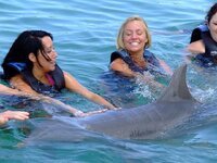 dolphin-sea-nature-water-ocean-marine-swimming-wildlife-tropical.jpg