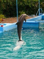 dolphin-show-jumping-pool-dominican-republic-exotic-country-beautiful.jpg