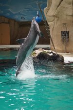 dolphin-zoo-nature-animals.jpg