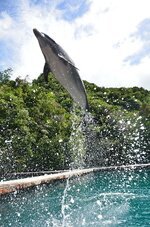 dolphin-aquarium-show-jump-leap-jumping-leaping-pool-marine.jpg