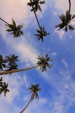 daylight-leaf-low-angle-shot-nature-outdoors-palm-trees-sky-trees-tropical.jpg
