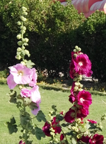 117620.img______6364.png 117620.img______6364.png