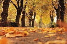 trees-avenue-autumn-away-mood-outdoor-fall-leaves-leaves-true-leaves.jpg
