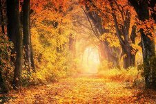 tree-autumn-nature-leaf-wood-avenue-forest-away-road.jpg