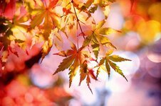 maple-maple-leaves-emerge-fall-foliage-autumn-colorful-fall-color-nature-autumn-colours.jpg