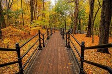 canada-fall-autumn-colors-colorful-forest-trees-woods-landscape.jpg