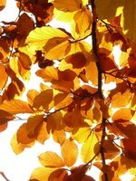 beech-fagus-sylvatica-fagus-deciduous-tree-golden-autumn-golden-october-autumn-october-forest.jpg