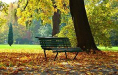 autumn-park-foliage-autumn-gold-landscape-scenically-collapse-bench-nature.jpg