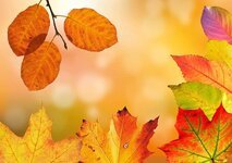autumn-leaves-colorful-fall-foliage-fall-color-golden-autumn-maple-leaf-alder-leaf-autumn-colo...jpg