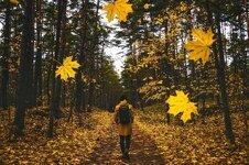 autumn-fall-man-walking-falling-leaves-colorful-landscape-scenic-nature.jpg