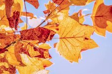 autumn-fall-leaves-leaves-true-leaves-fall-color-nature-golden-autumn-autumn-colours-colorful.jpg