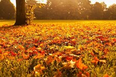 autumn-fall-foliage-golden-leaf-leaves-nature-orange-outdoors.jpg