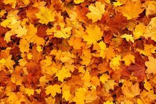 autumn-background-color-fall-foliage-gold-leaf-maple-nature.jpg