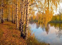 autumn-alley-birch-yellow-autumn-leaves-golden-autumn-trees-nature-autumn-leaf-yellow-leaves.jpg
