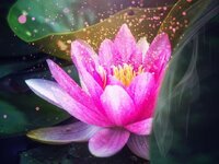 lotus-water-lily-flower-spiritual-zen.jpg