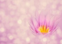 lotus-flower-bokeh-lotus-blossom-zen-nature-pink-beauty-noble.jpg