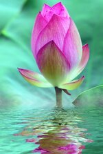 lotus-blossom-bloom-water-lily-pink.jpg