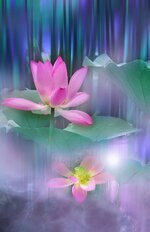 landscape-nature-flower-lotus-lotus-flower-exotic-lake-water-lily-pink.jpg