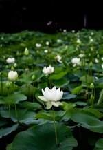 green-flower-lotus-plants-leaf-nature-lotus-natural-garden-white.jpg