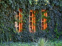 ivy-plant-nature-wall-leaves-green-ivy-growth-common-ivy-climber.jpg
